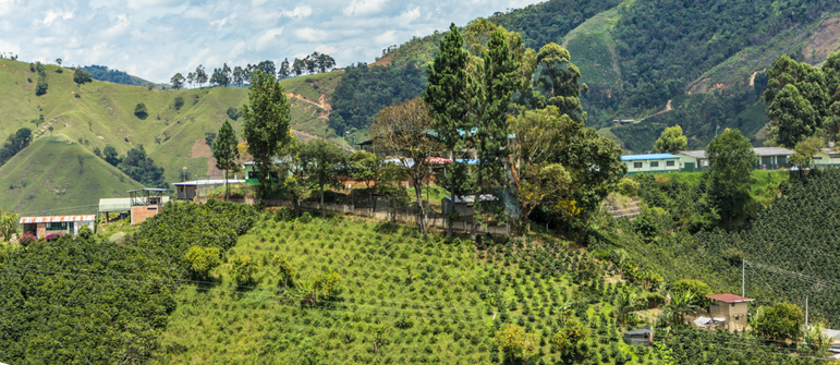 Decaf Columbia