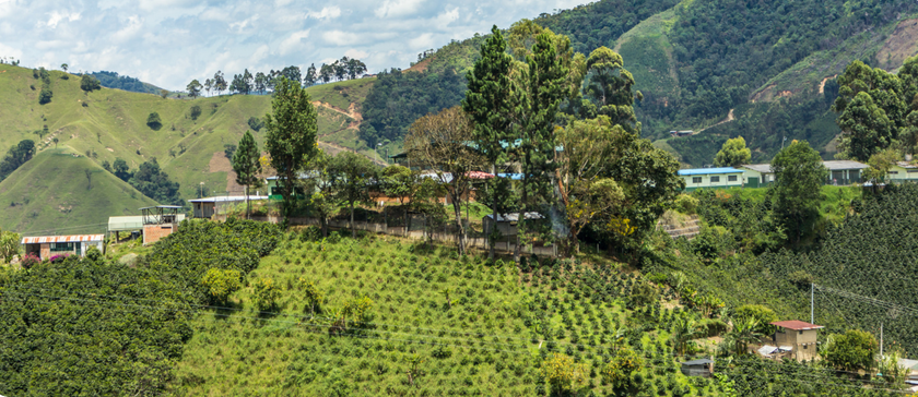 Decaf Columbia