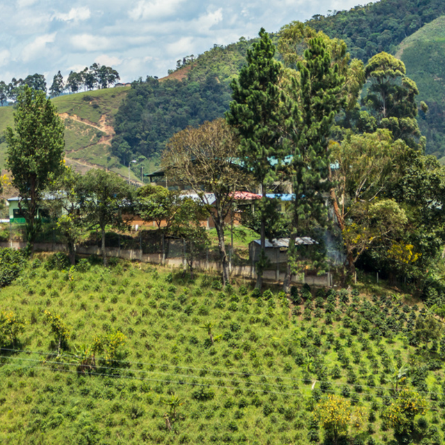 Decaf Columbia